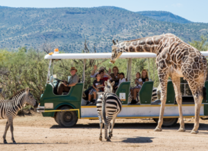 Guest looking at a Giraffe and two zebras